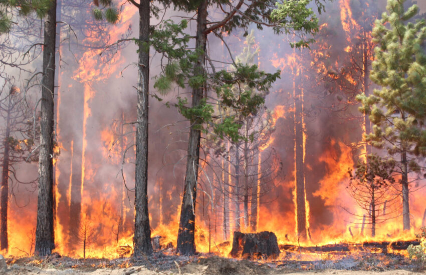 wildfire