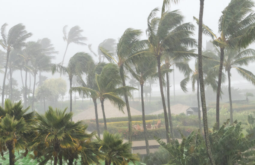 Palm trees blowing in the wind and rain as a hurricane approaches a tropical island